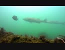 水中カメラ沈めてみた66　和歌山　和歌浦漁港　釣り場の水中映像