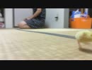 ひよこミサイル発射！！（ｗ　萌え死ぬわ～