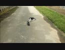 とある田舎の猫事情　～首輪付き一家の新人イジリ編～