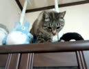 猫が本棚から降りるだけ