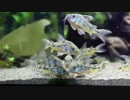 青コリに乾燥イトミミズをあげてみた