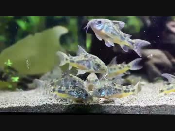 青コリに乾燥イトミミズをあげてみた ニコニコ動画