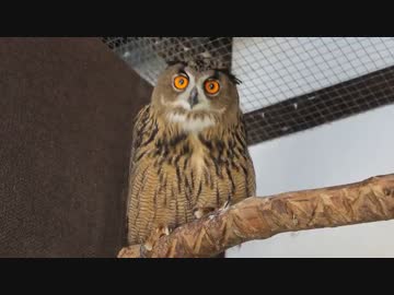 ユーラシアンワシミミズク