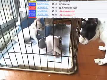 【ニコ生】ウナちゃんマン、部長さんの子供が産まれた♥の巻【2/12】