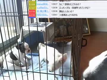 【ニコ生】ウナちゃんマン、部長さんの子供が産まれた♥の巻【3/12】
