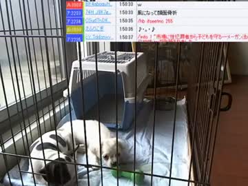 【ニコ生】ウナちゃんマン、部長さんの子供が産まれた♥の巻【4/12】