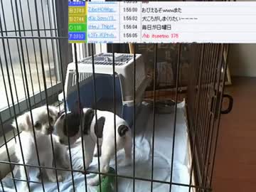 【ニコ生】ウナちゃんマン、部長さんの子供が産まれた♥の巻【5/12】