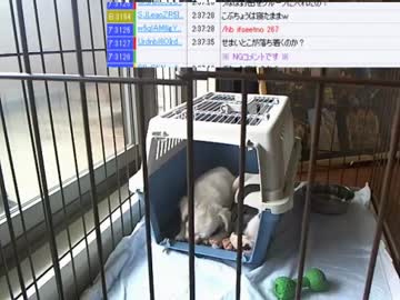 【ニコ生】ウナちゃんマン、部長さんの子供が産まれた♥の巻【6/12】