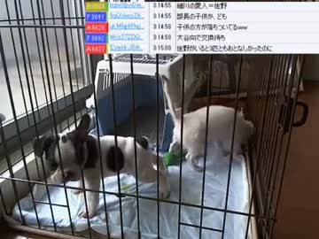 【ニコ生】ウナちゃんマン、部長さんの子供が産まれた♥の巻【7/12】