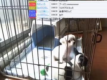 【ニコ生】ウナちゃんマン、部長さんの子供が産まれた♥の巻【8/12】