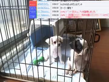 【ニコ生】ウナちゃんマン、部長さんの子供が産まれた♥の巻【9/12】