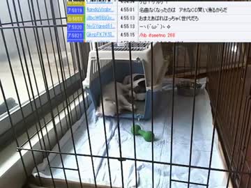 【ニコ生】ウナちゃんマン、部長さんの子供が産まれた♥の巻【11/12】