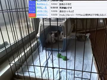 【ニコ生】ウナちゃんマン、部長さんの子供が産まれた♥の巻【12/12】