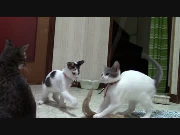 【生後約145日】きょうの仔猫_薩摩’ｓ【蒼民家の猫々】