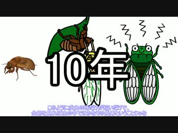 【村長が教える】どうしてセミは死ぬのがはやいのか？