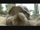 This turtle proves you're never too old to move
