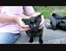 黒猫「クロロ」と牛柄猫「イチ」【魚くれくれ野良猫】
