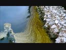 Part2　【閲覧注意】野草図鑑のみで路上生活した結果。。。