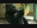 ブロッコリーを食べるゴリラ