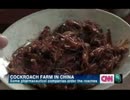 中国ではゴキブリは万能薬なので増やし製薬会社に出荷そして食べるw