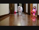 たぬこサッカー