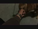 職場の近くの鎮守社の野良猫