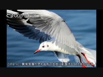 ゆっくり動物雑学「アリを食べ過ぎると…」