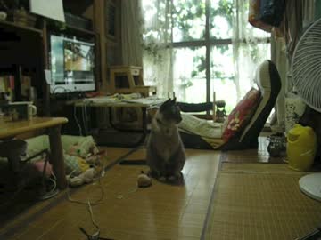 留守番で一人キャッチボールするジャンくん