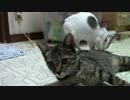 【生後約146日】きょうの仔猫_薩摩’ｓ【蒼民家の猫々】