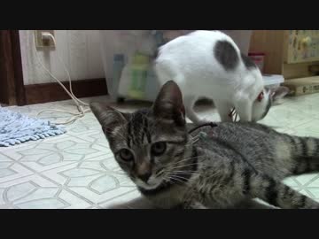 【生後約146日】きょうの仔猫_薩摩’ｓ【蒼民家の猫々】