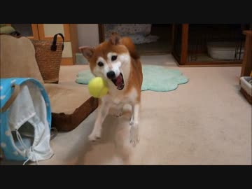 ボールではしゃぐ柴犬ひかりと猫ミルキー