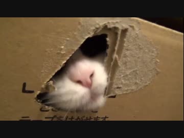 ラグドールのレオ　Vol.39 飼い主よりも前に荷物の中身を調べる猫