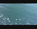 IMG_3804.MOV