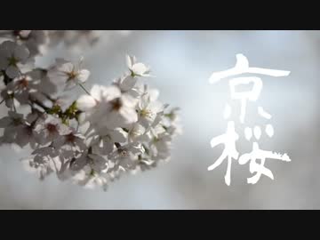 京桜