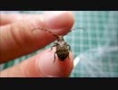 鳴くゴマフカミキリを手乗り