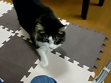 かわいいネコ、おもち　「ドタバタおやつタイム」