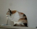 まったりネコ