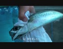 [part4] 友人をつれて島でサバイバル生活してきた 半自給自足生活