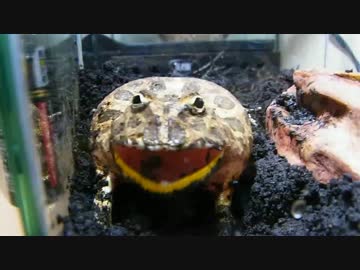 クランウェルツノガエル怒る