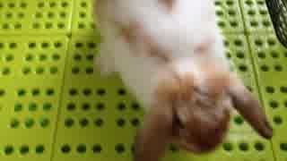 【うさぎ】ついに寄ってきてくれた！！【しつけ】