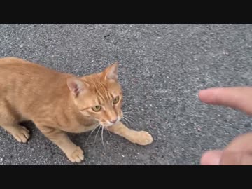 【公園猫戦争】公園の茶トラ猫3兄弟を同時にモフってみた