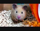 【第16回】キンクマハムスター「ひま」、お鼻ピクピク！