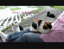 侵略のイチ～狡猾なイチの手口～【魚くれくれ野良猫】