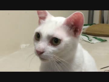 【宇宙猫】保護猫、猫の交尾動画をマジ顔で凝視する