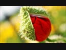 【撮ってみた】Piece of dream _vol.８【悠杏】