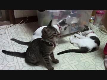 【生後約147日】きょうの仔猫_薩摩’ｓ【蒼民家の猫々】