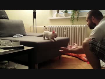 大好きな飼い主の腕に勇気を出して飛び込む子犬が可愛い