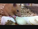 【第17回】キンクマハムスター「ひま」、卵白身パクパク！