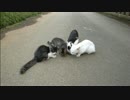 とある田舎の猫事情　～ちびハチどん引き編～