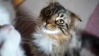 【#290】 元気です　【猫万歳】